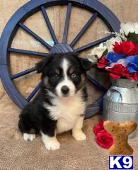 Miniature Australian Shepherd dog