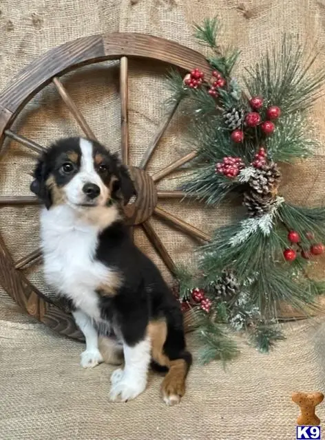 Miniature Australian Shepherd puppy for sale