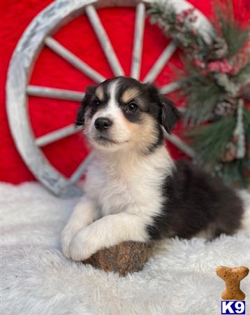 Miniature Australian Shepherd puppy for sale
