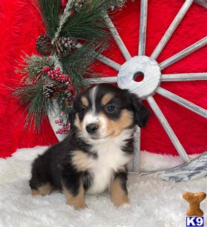 Miniature Australian Shepherd puppy for sale