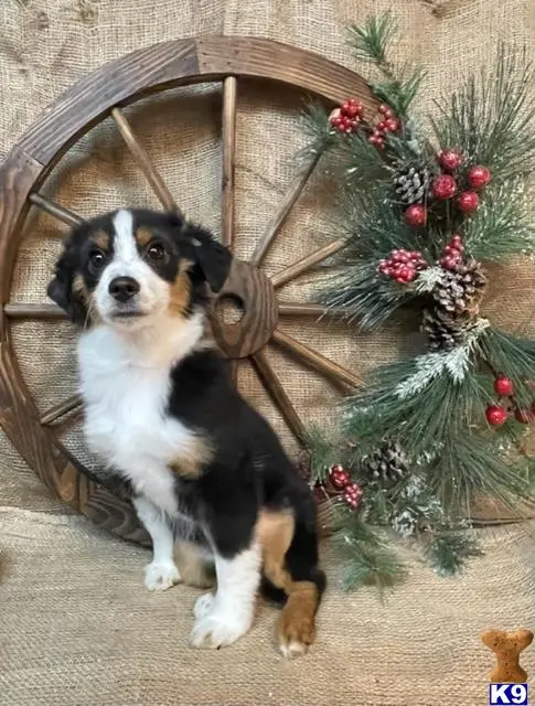 Miniature Australian Shepherd puppy for sale