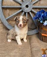 miniature australian shepherd puppy posted by pleasantwoods
