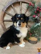 Miniature Australian Shepherd