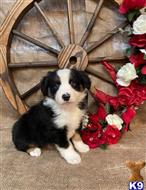 miniature australian shepherd puppy posted by pleasantwoods