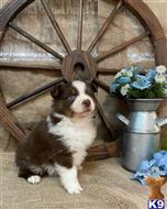 miniature australian shepherd puppy posted by pleasantwoods