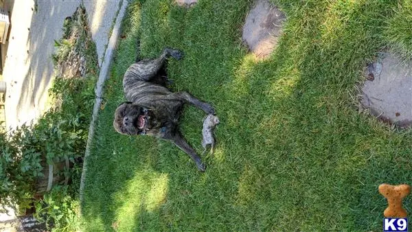 Bullmastiff stud dog