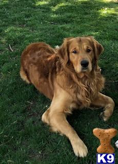 Golden Retriever stud dog