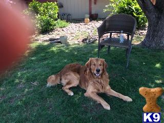 Golden Retriever stud dog