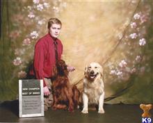 irish setter puppy posted by plumcreek