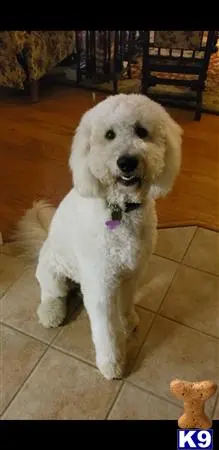 Goldendoodles stud dog