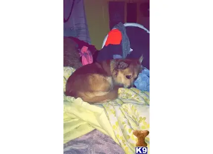 Pembroke Welsh Corgi