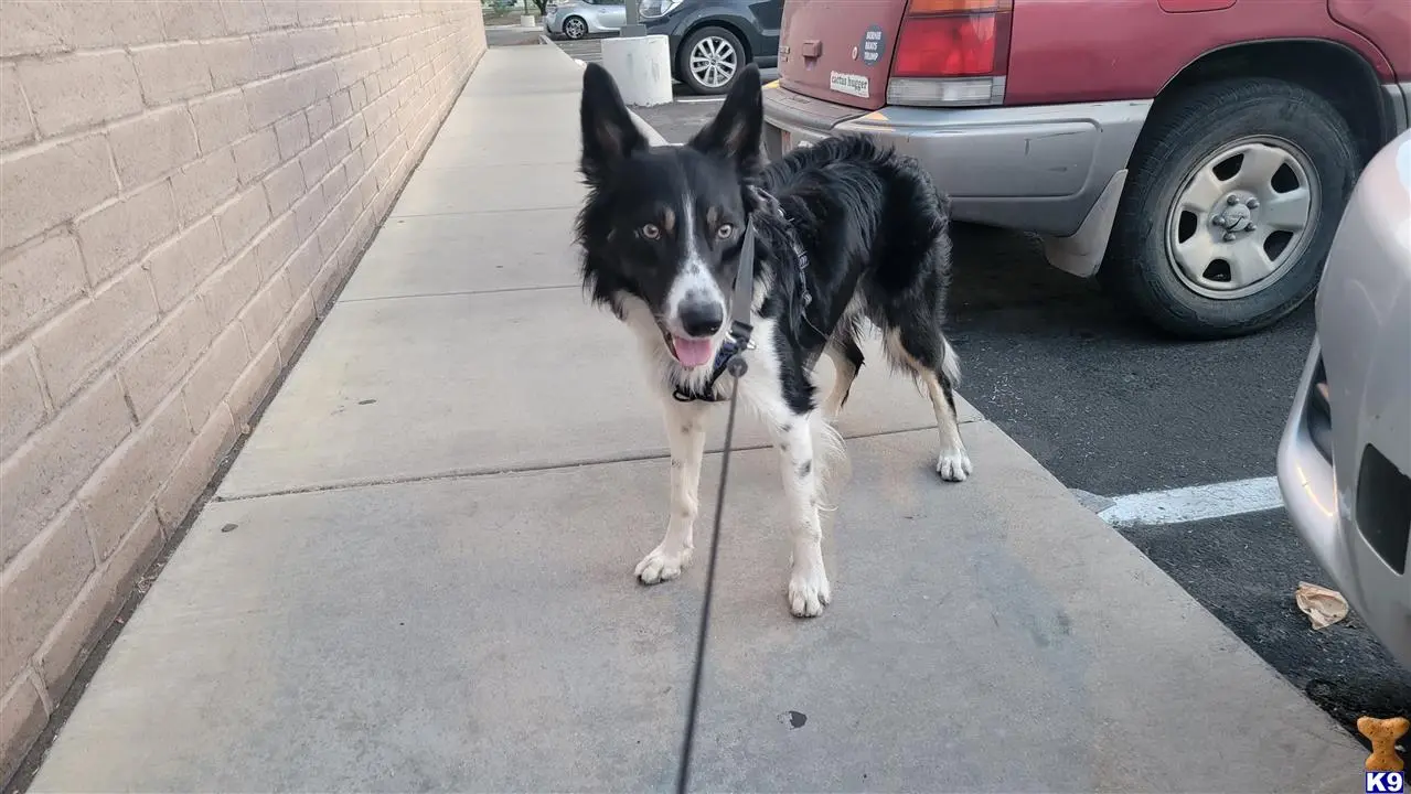 Border Collie stud dog