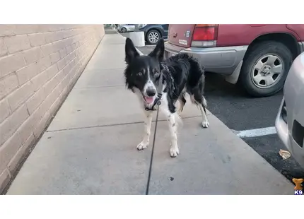 Border Collie