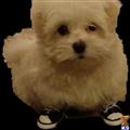Maltese