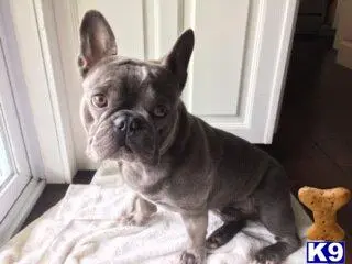 French Bulldog stud dog