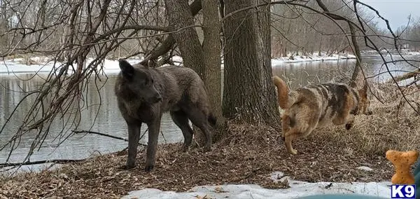 German Shepherd stud dog