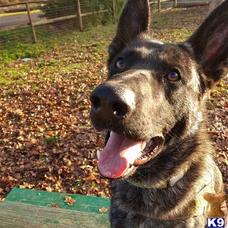 German Shepherd stud dog