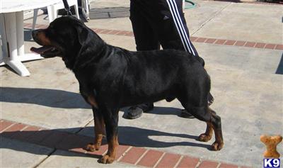 Rottweiler stud dog