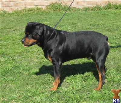 Rottweiler stud dog