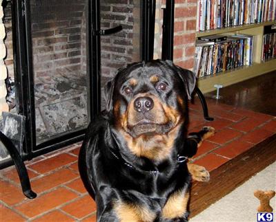 Rottweiler stud dog