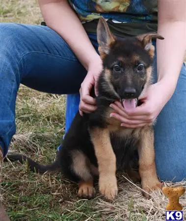 German Shepherd