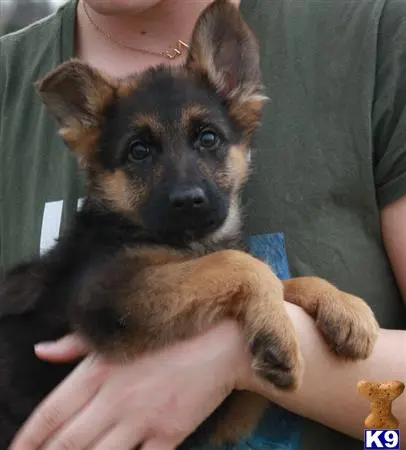 German Shepherd puppy for sale