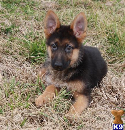 a small brown german shepherd dog