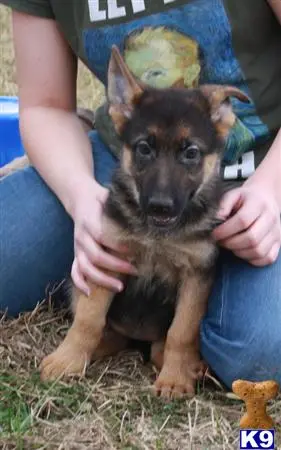 German Shepherd puppy for sale