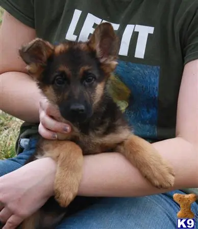 German Shepherd puppy for sale