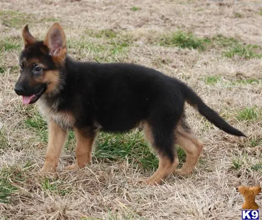 German Shepherd puppy for sale