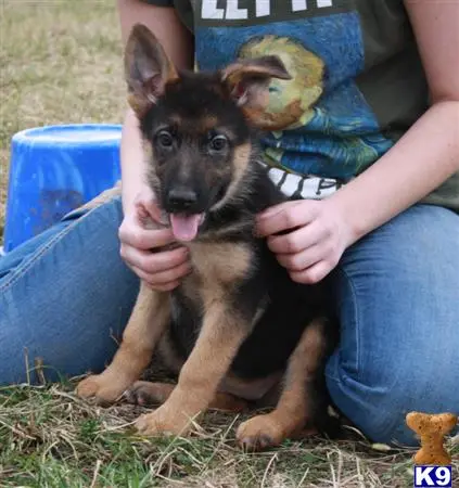 German Shepherd puppy for sale