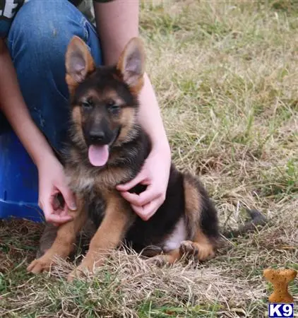 German Shepherd puppy for sale