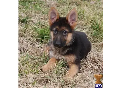 German Shepherd