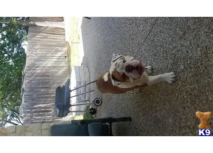 a english bulldog dog lying on the ground