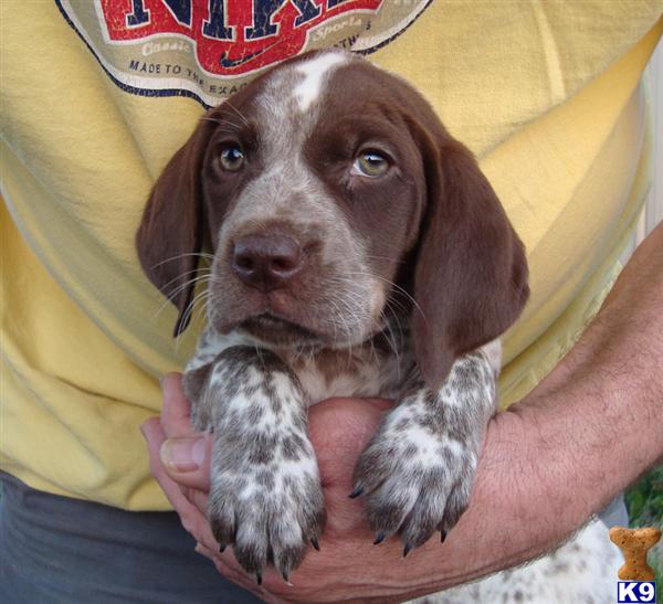 german shorthaired pointer puppies for sale in michigan german shorthaired pointer puppy for sale gsp puppies for sale females 7 years german shorthaired pointer puppies for sale in michigan german shorthaired pointer puppy for sale gsp puppies for sale females 7 years