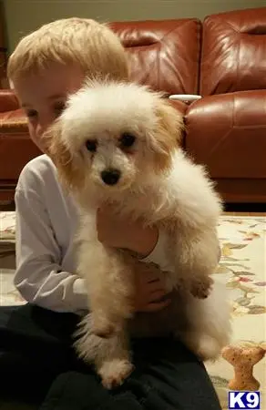 Poodle female dog