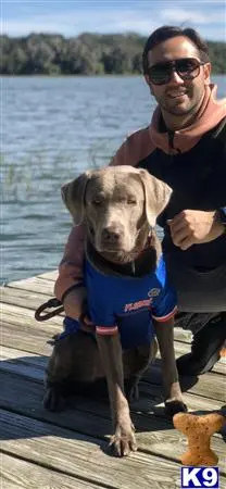 Labrador Retriever stud dog