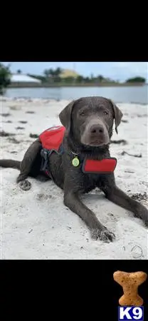 Labrador Retriever stud dog