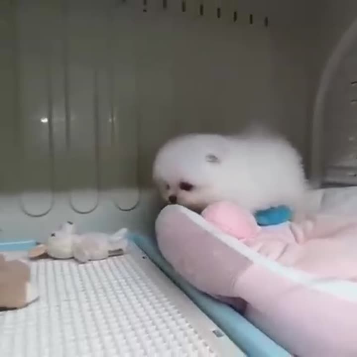 Pomeranian puppy for sale