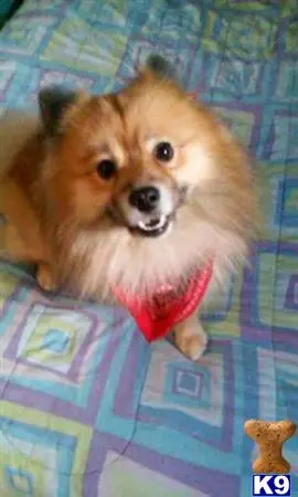 Pomeranian stud dog