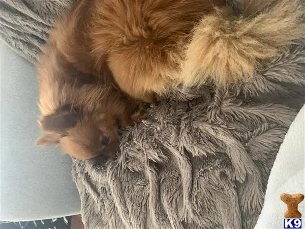 Pomeranian female dog