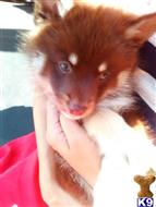 siberian husky puppy posted by pompomina