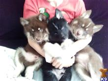 siberian husky puppy posted by pompomina