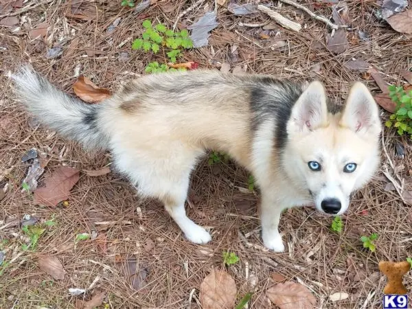 Siberian Husky stud dog: a white and black siberian husky dog