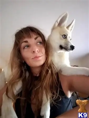 Siberian Husky stud dog: a person taking a selfie with a siberian husky dog