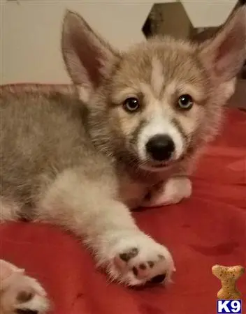 Siberian Husky stud dog: a siberian husky dog lying on a red surface