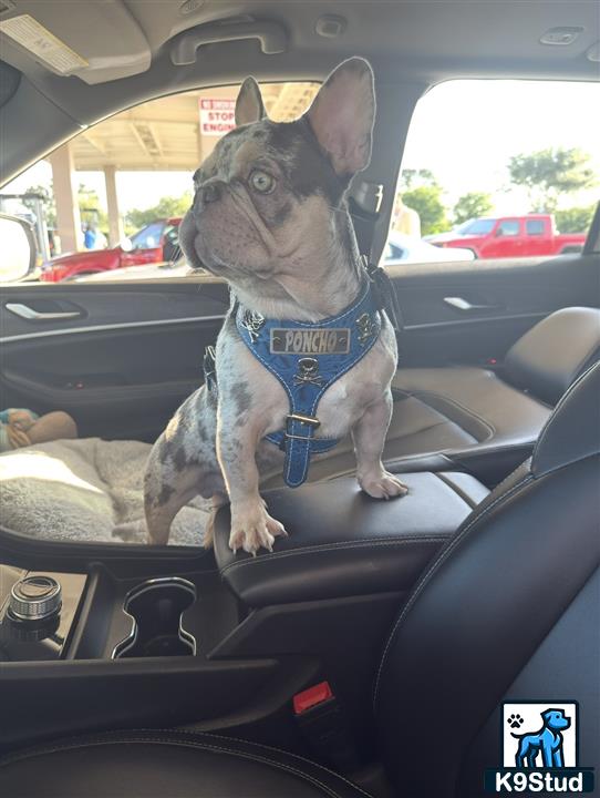 a french bulldog dog sitting in a car