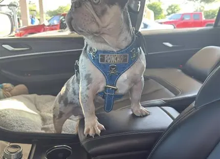 a french bulldog dog sitting in a car