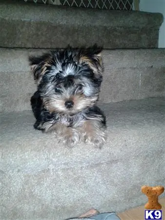 Yorkshire Terrier female dog