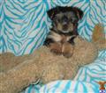 yorkshire terrier puppy posted by pooch